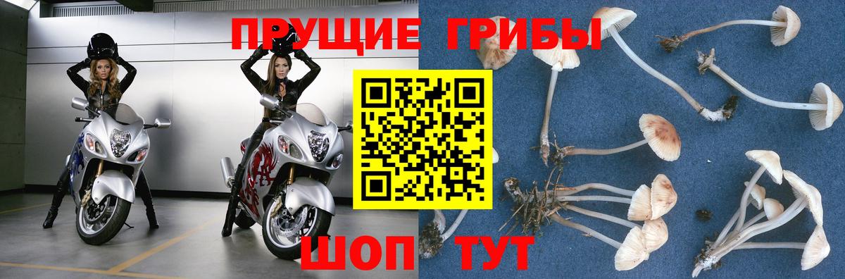 магазин продажи наркотиков  Галлюциногенные грибы GOLDEN TEACHER  Вход с VPN  Галлюциногенные грибы Cubensis  Казань 